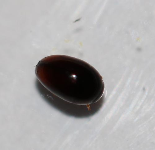 Olibrus sp.